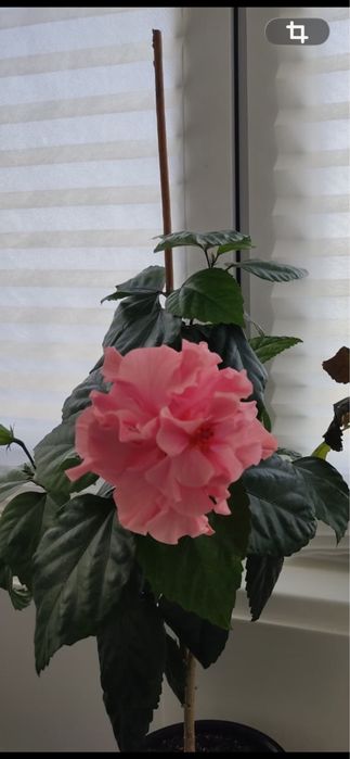 Гибискус 10 сортов