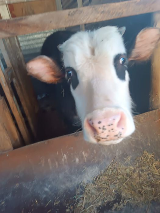 Бычки по  600000 тенге