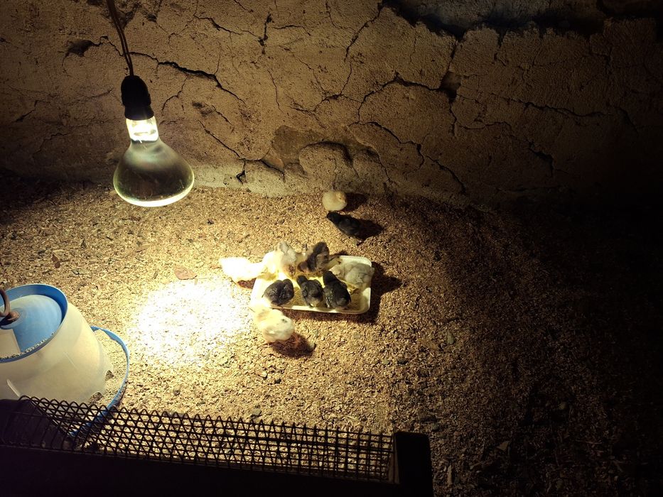 Продавам домашни оплодени яйца