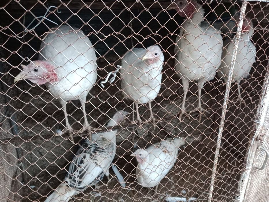 Курка сотилады 6 дона