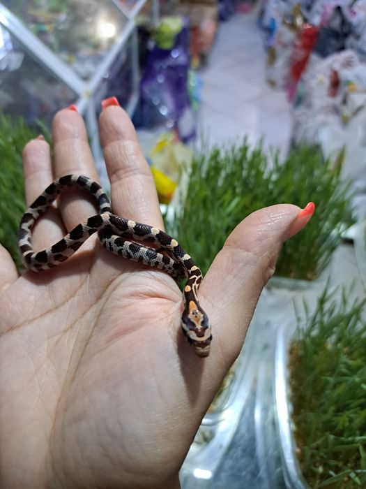 Маисовый полоз в зоомагазине