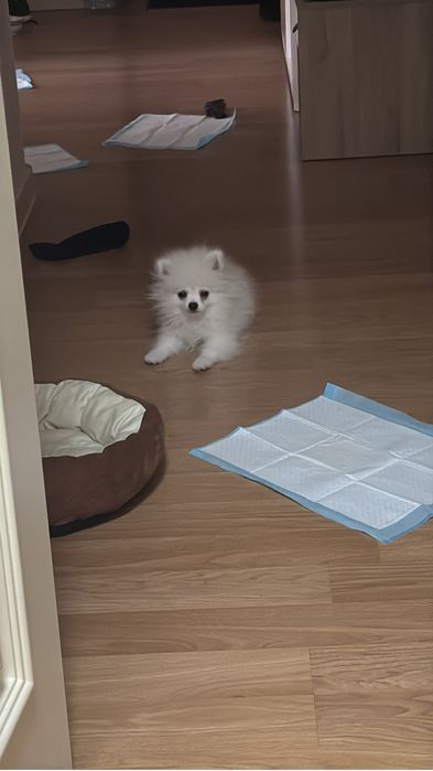 Продам щенка шпица.