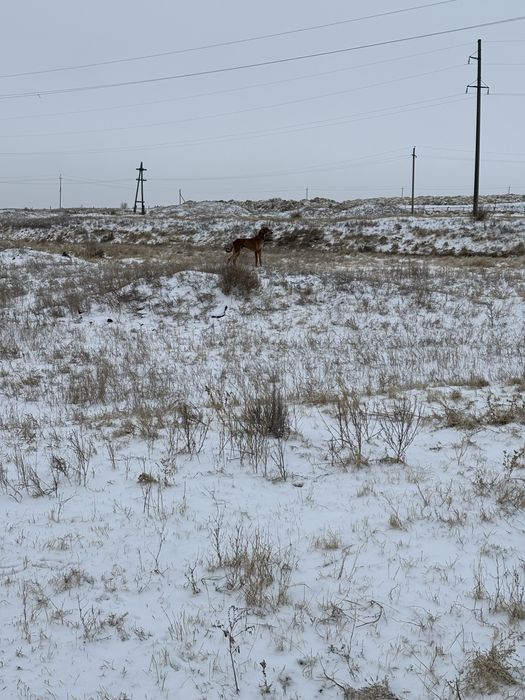 Продам тазы 9 месецев