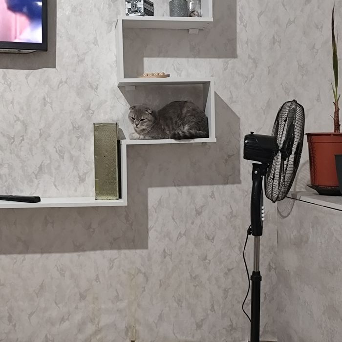 Срочно отдам кота в добрые руки