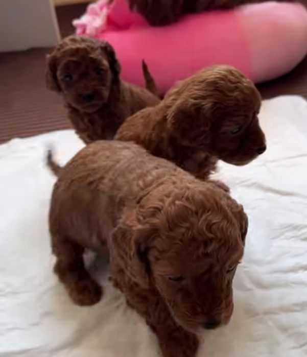 Щеночки Китай ред браун