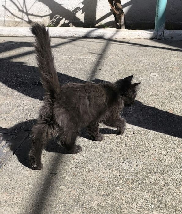 Отдам котят в добрые руки