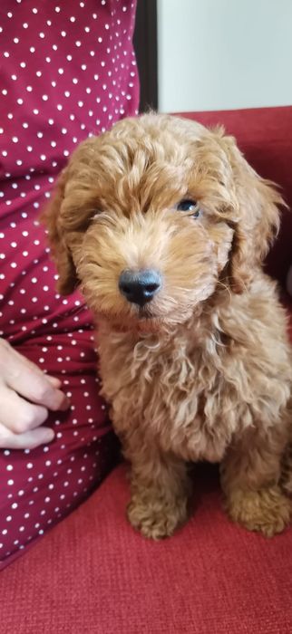 Pudel Red Mini cu pedigree