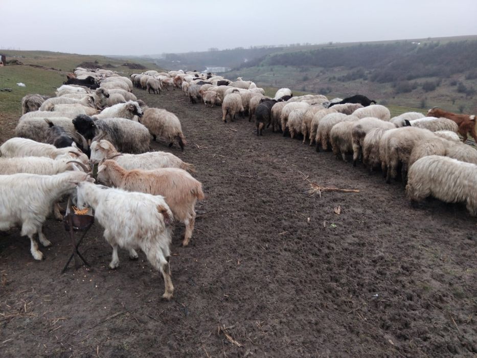 Oi si capre de vânzare