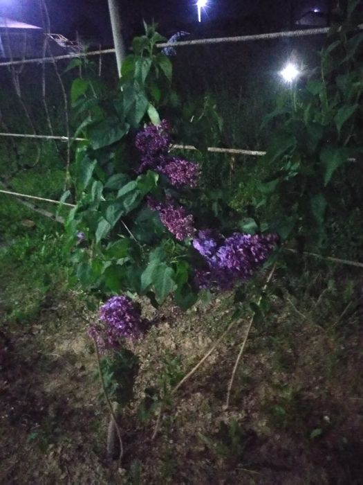 Декаратив ку́п йиллик ку́чатлар сотилади  фатиния лавлори вишния