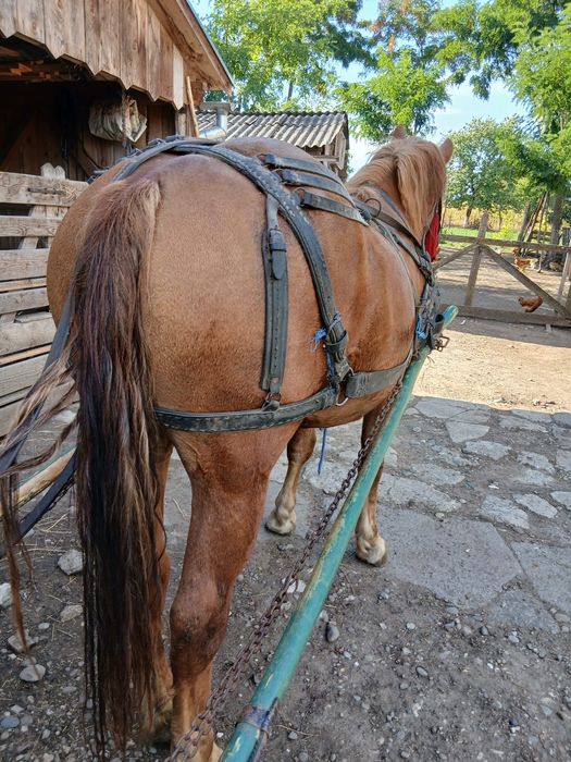 De vânzare o mânzā de doi ani