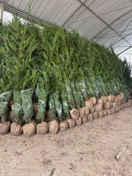 Plante  tuia  maslin  copaci