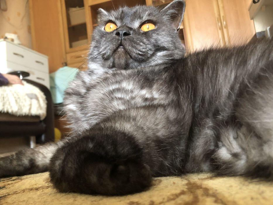 потерялся любимый кот
