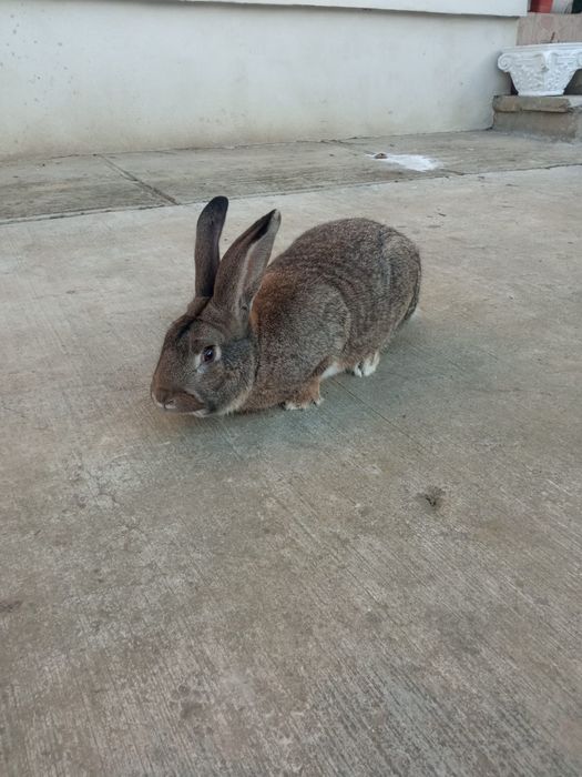 Iepure Uriaș German mascul