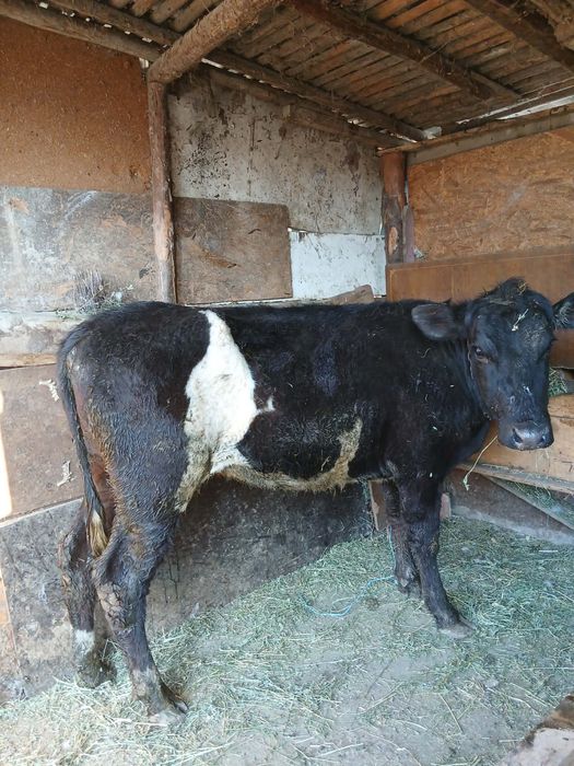 Vand junica de 8 luni detalii in privat