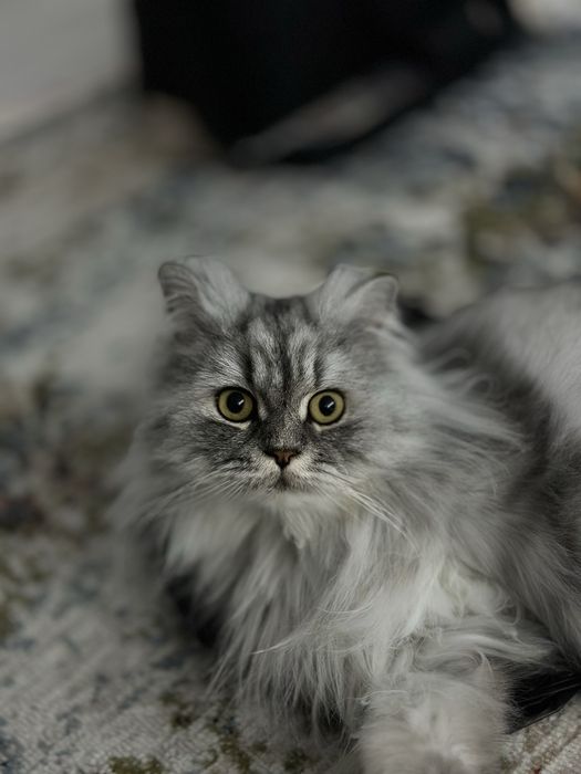 Отдам в добрые руки домашнего кота
