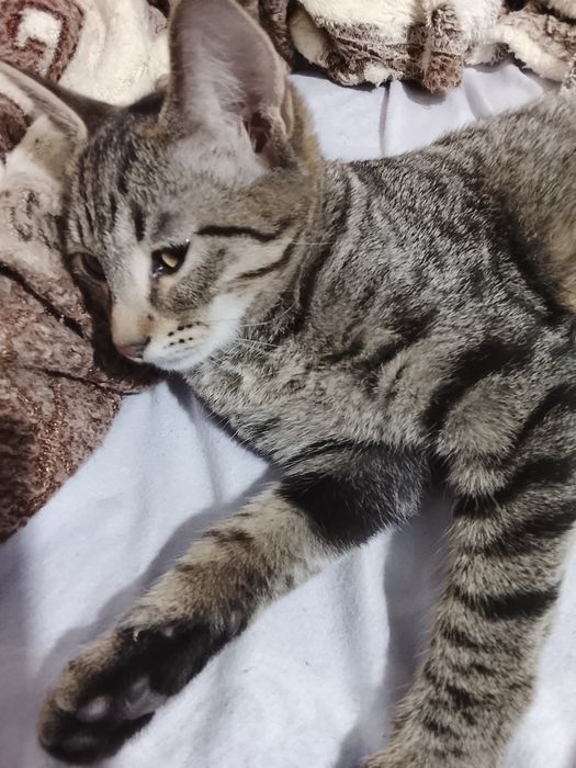 Отдам даром котю