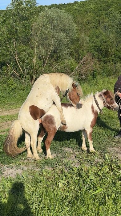 Ponei mascul talie mica