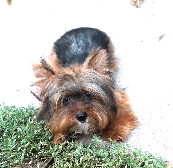 Клубный мальчик, йоркширского терьера.