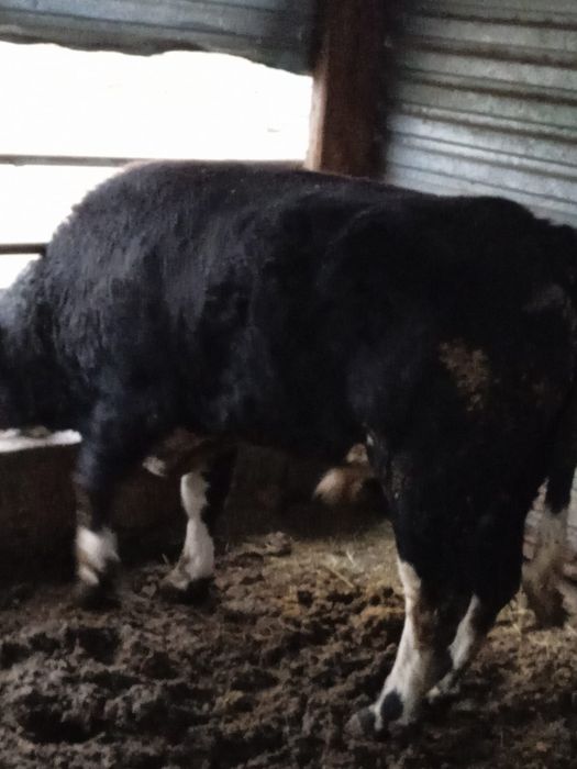 Продам быка 3 года