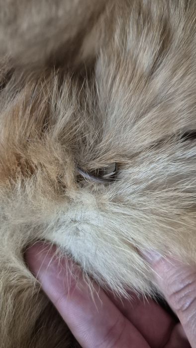 Haină blană naturală aurie, bordură vulpe, lungime medie, XL, căptușeală satin