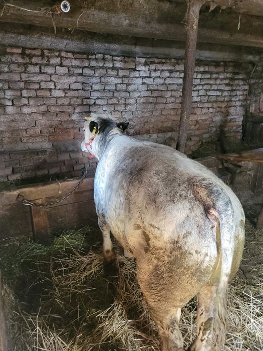 Vând vițel belgian