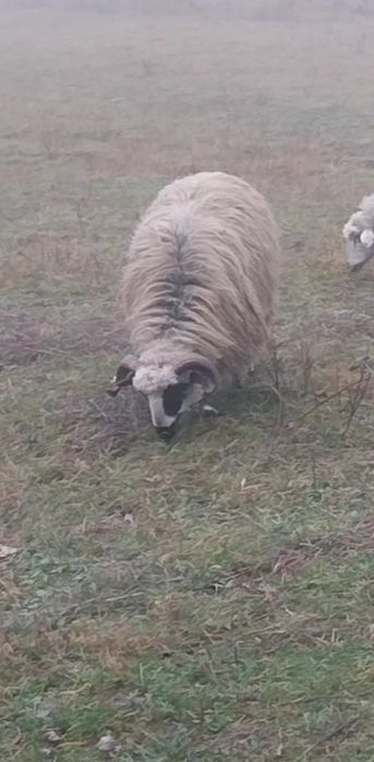 De vânzare berbecut s au schimb pe oaie de tinut