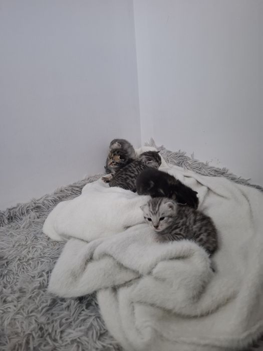 Бронь котят шотландский вислоухий
