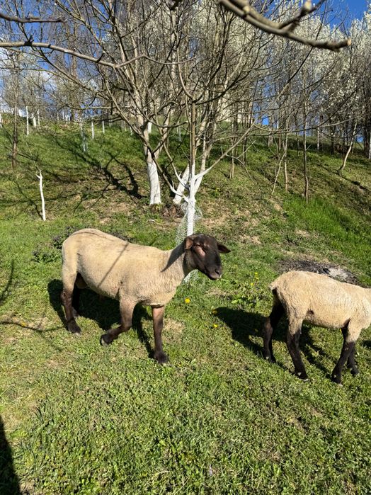 De vanzare un berbecuti suffolk