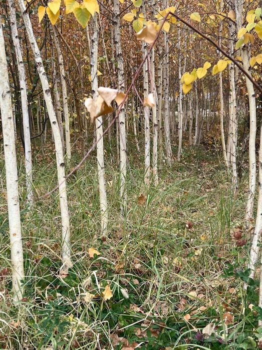 Manzarali daraxtlar va archalar sotiladi