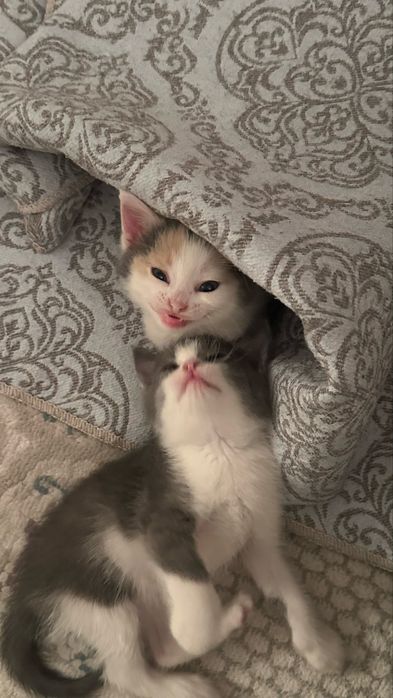 Милые котята в добрые руки