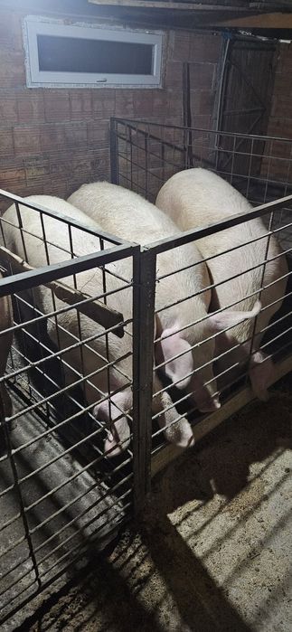 Големи кастрирани прасета