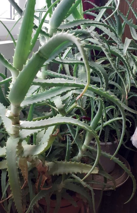 Vind Aloe Vera 5 ani