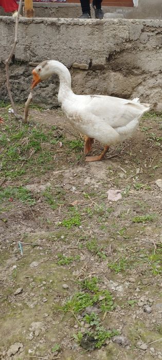 Gʻoz sotiladi erkak