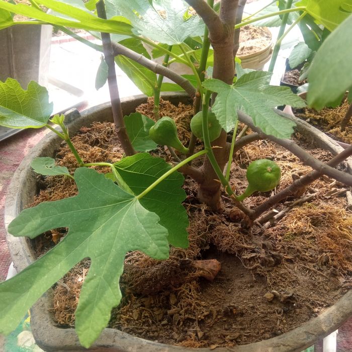 Дерево инжир в контейнере