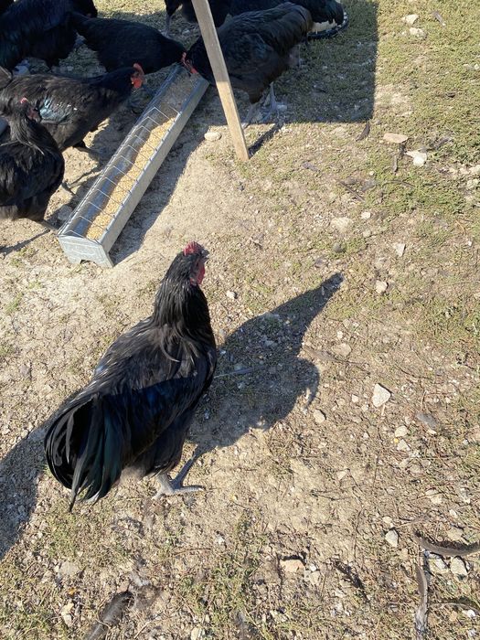 Cocosi australorp