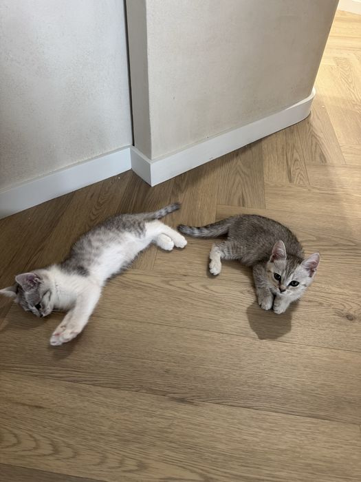 Британские котята