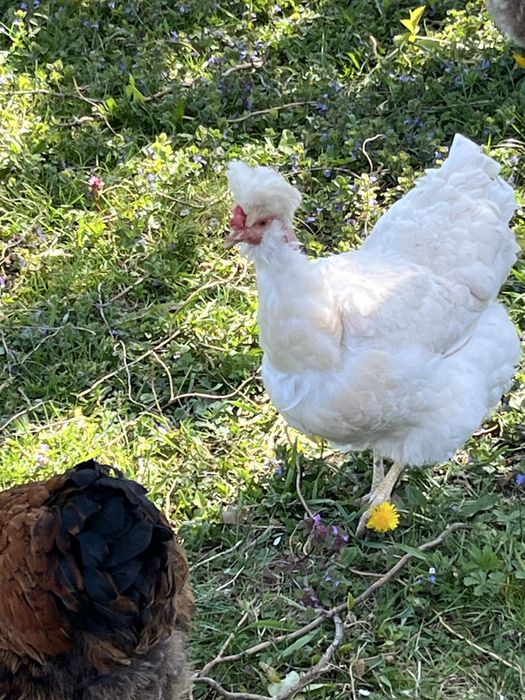 Vand fam. gaini motate