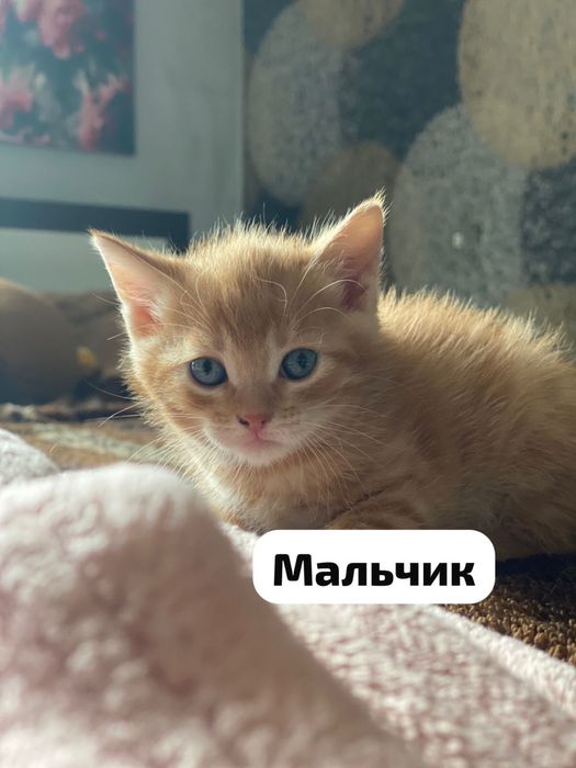 Продаються котята