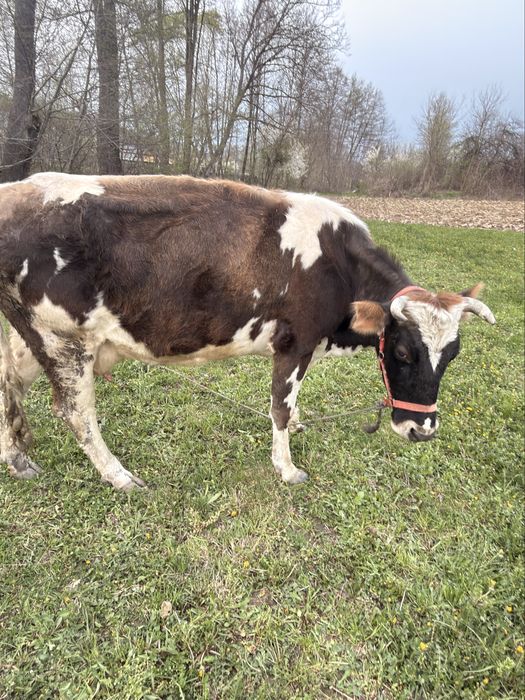 Junica holstein( 7 luni jumate) si vaca de lapte.