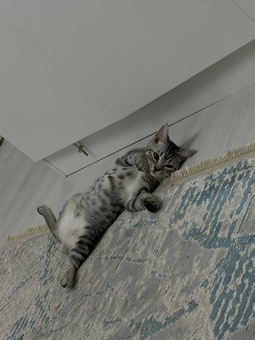 Отдам котят в добрые руки