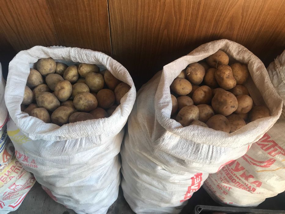 продам домашний картофель