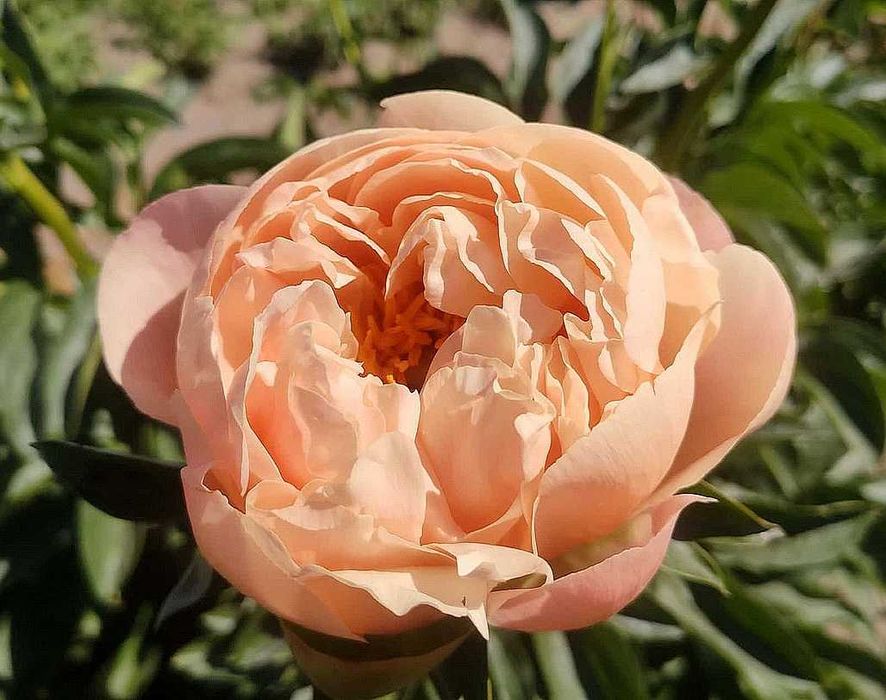 Сортовые  Пионы.