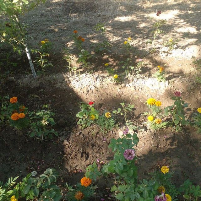 Sadovnik bogʻbon xizmati