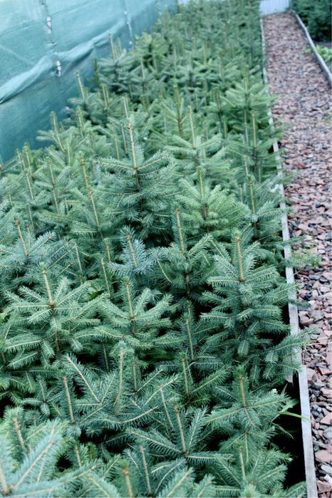 Ель голубая