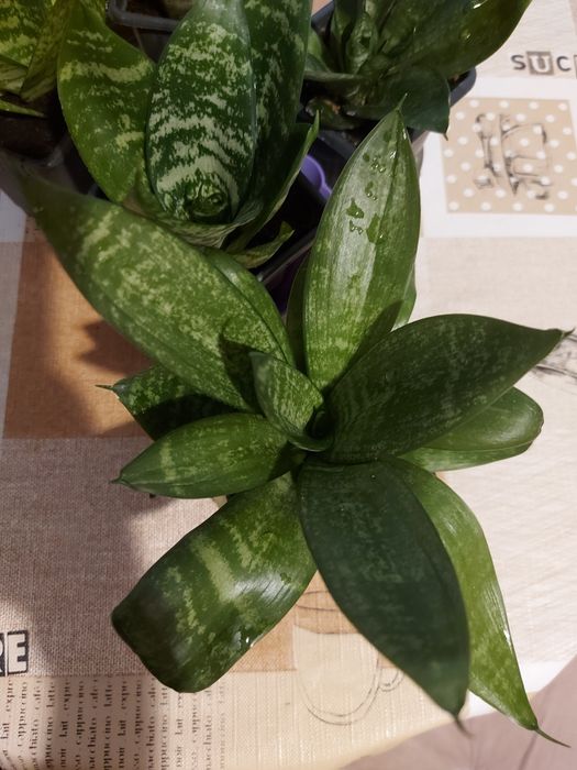 Сансевиера Хани.