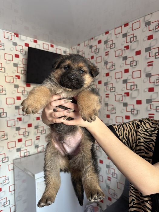 Щенки немецкой овчарки