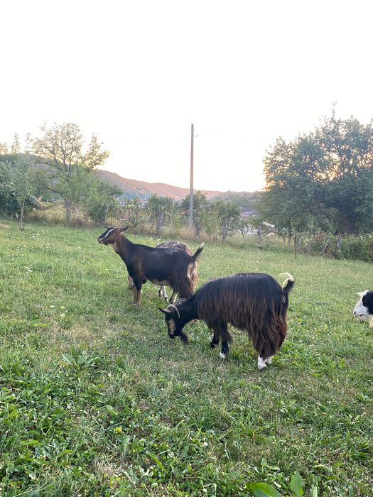 3 capre de vânzare. 2 sunt gestante, fată in septembrie