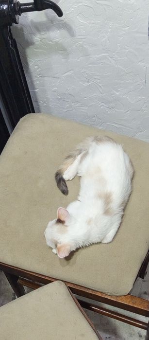 Котенок,в надёжные руки