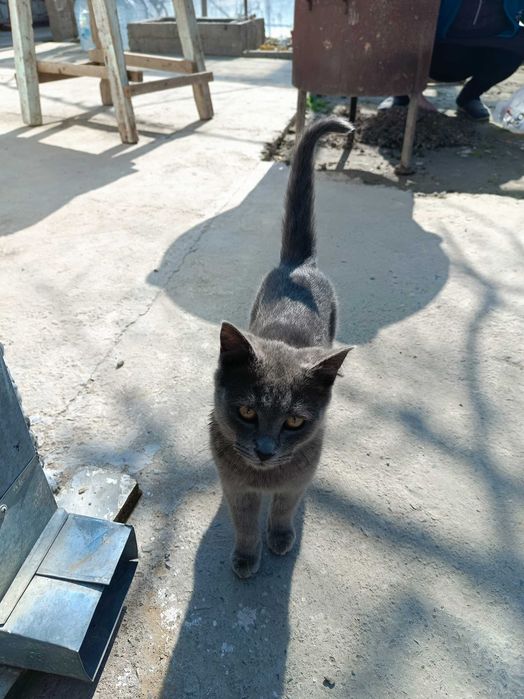Кошечка домашняя, Мушуклар