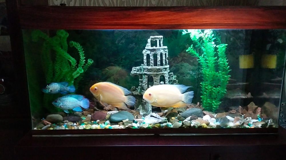 Продаётся АКВАРИУМ
